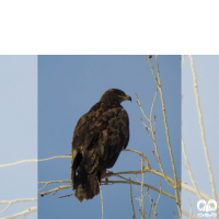 گونه عقاب صحرایی Aquila nipalensis